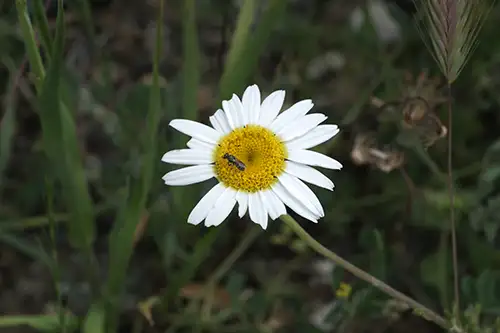 anthemis arvensis daisy image dataset (1)