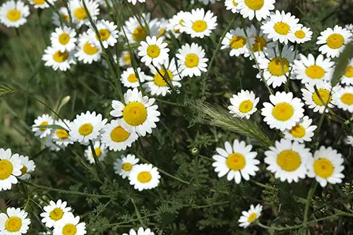 anthemis arvensis daisy image dataset (3)