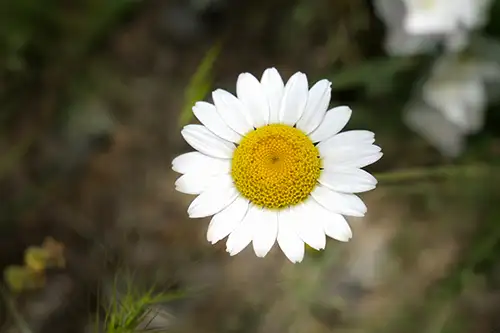 anthemis arvensis daisy image dataset (6)