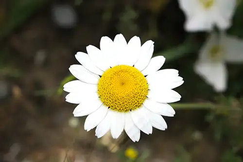 anthemis arvensis daisy image dataset (7)