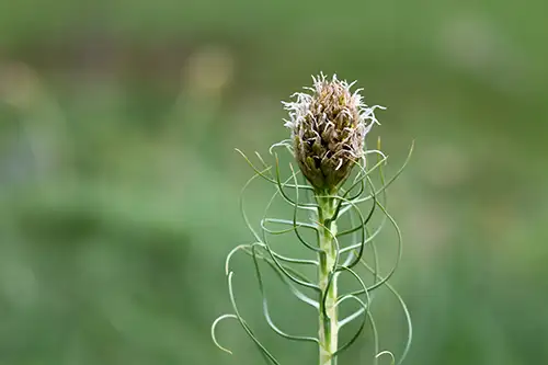 asphodeline lutea (1)