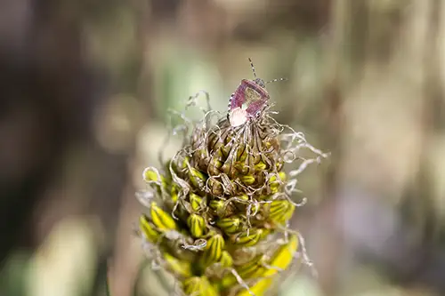 asphodeline lutea (13)