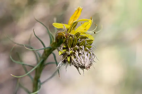asphodeline lutea (19)