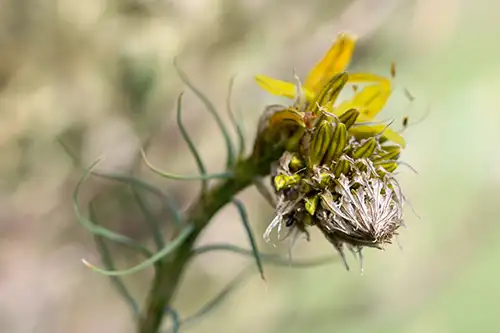 asphodeline lutea (21)