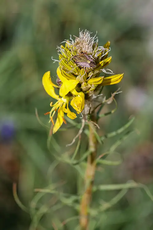 asphodeline lutea (22)