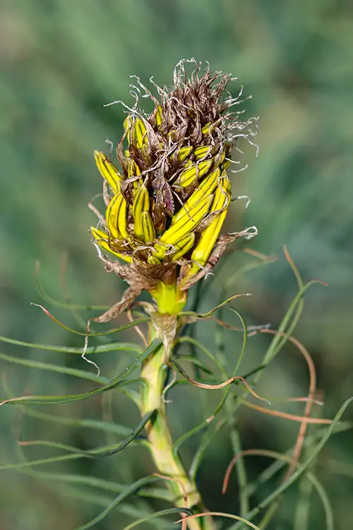 asphodeline lutea (23)