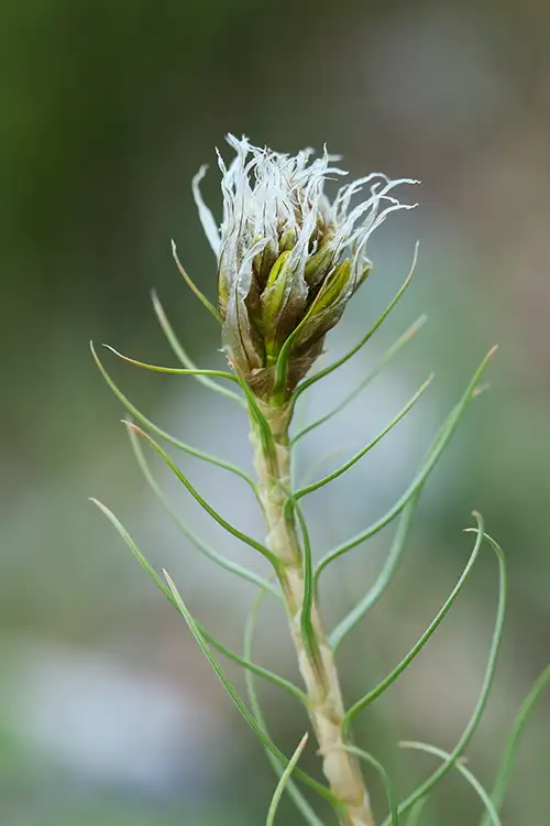 asphodeline lutea (6)
