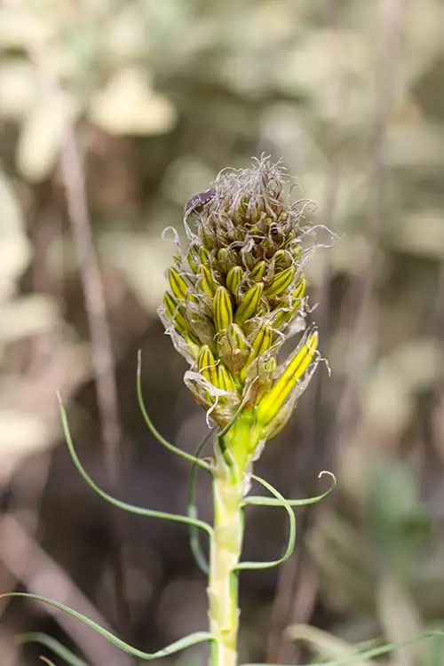 asphodeline lutea (7)