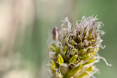asphodeline lutea (8)