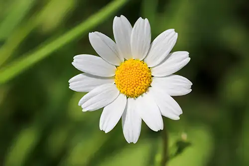 bellis perennis daisy image dataaset (11)