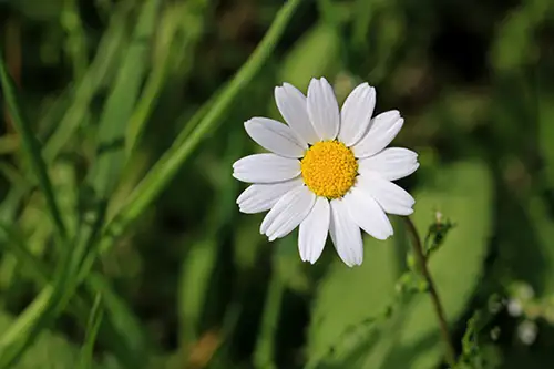 bellis perennis daisy image dataaset (13)