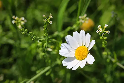 bellis perennis daisy image dataaset (17)
