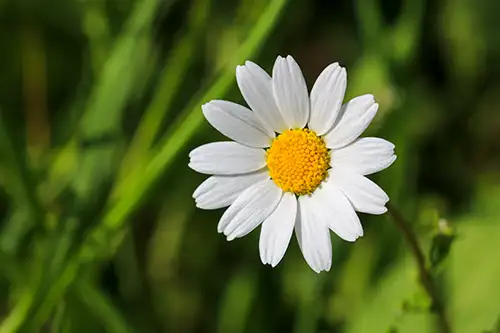 bellis perennis daisy image dataaset (19)
