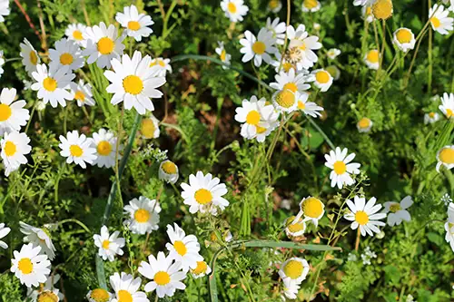 bellis perennis daisy image dataaset (2)