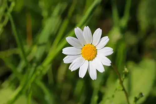 bellis perennis daisy image dataaset (20)