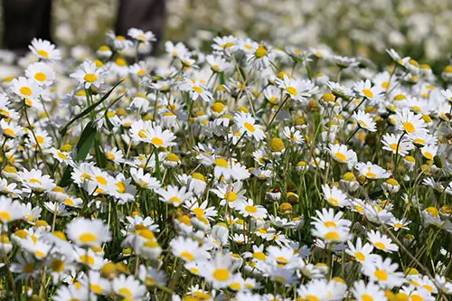 bellis perennis daisy image dataaset (3)