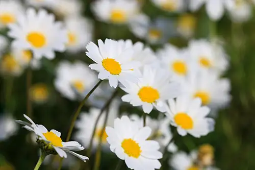 bellis perennis daisy image dataaset (5)
