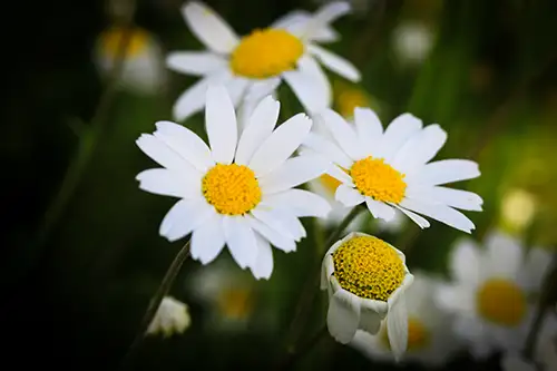 bellis perennis daisy image dataaset (7)