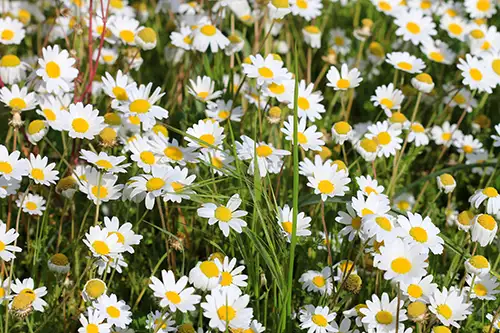 bellis perennis daisy image dataaset (8)