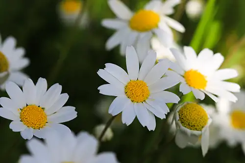 bellis perennis daisy image dataaset (9)