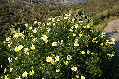 crown daisy (2)