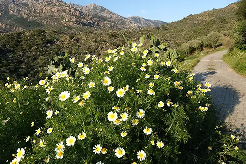 crown daisy (3)