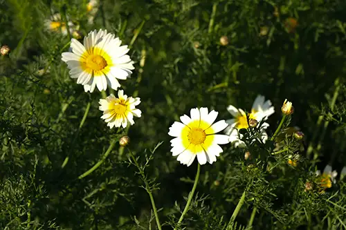 crown daisy (4)