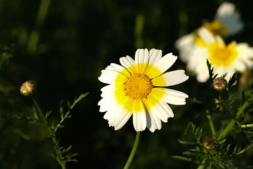crown daisy (5)