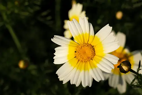 crown daisy (6)
