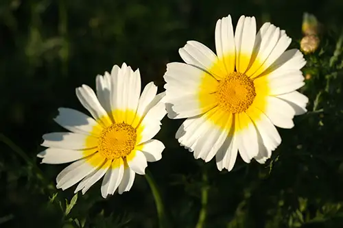 crown daisy (8)