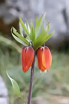 fritillaria imperialis 2 flower heads (1)