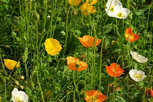 papaver nudicaule vieual image dataset (1)
