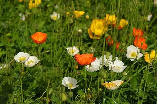 papaver nudicaule vieual image dataset (10)
