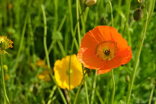 papaver nudicaule vieual image dataset (12)