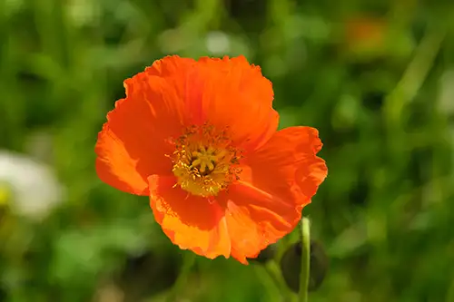 papaver nudicaule vieual image dataset (17)