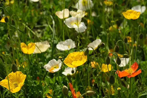 papaver nudicaule vieual image dataset (2)