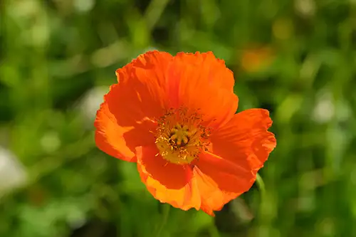 papaver nudicaule vieual image dataset (20)