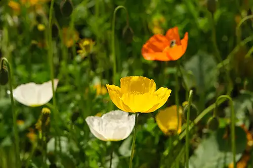 papaver nudicaule vieual image dataset (3)