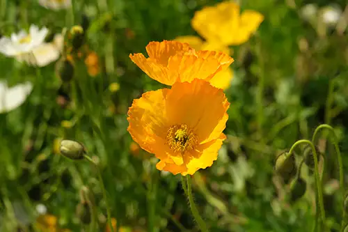 papaver nudicaule vieual image dataset (4)
