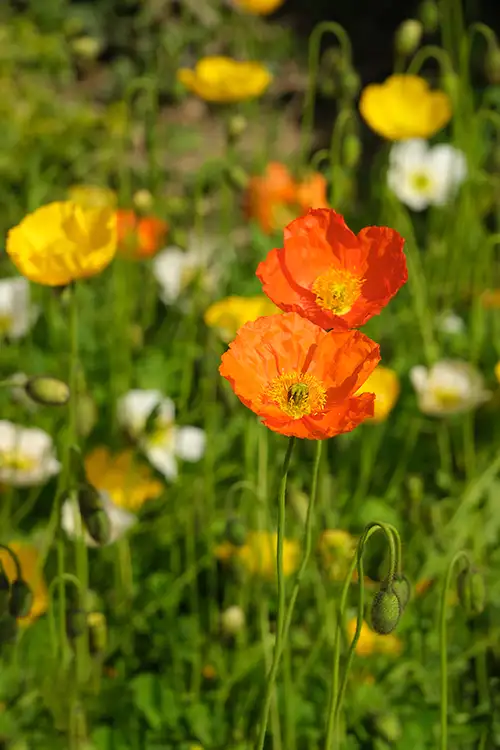 papaver nudicaule vieual image dataset (5)