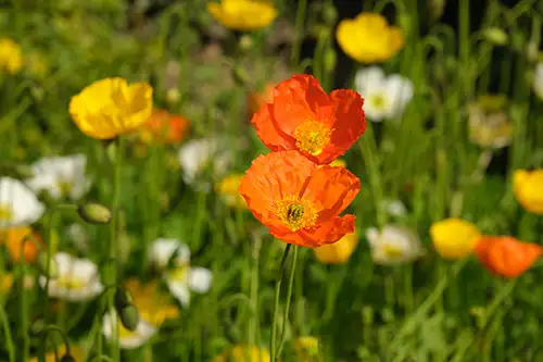 papaver nudicaule vieual image dataset (7)