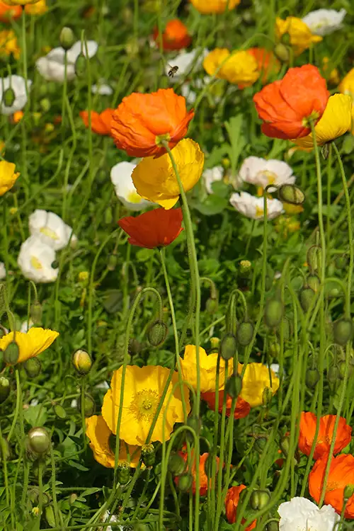 papaver nudicaule vieual image dataset (9)