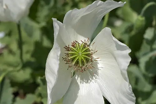 papaver somniferum (11)