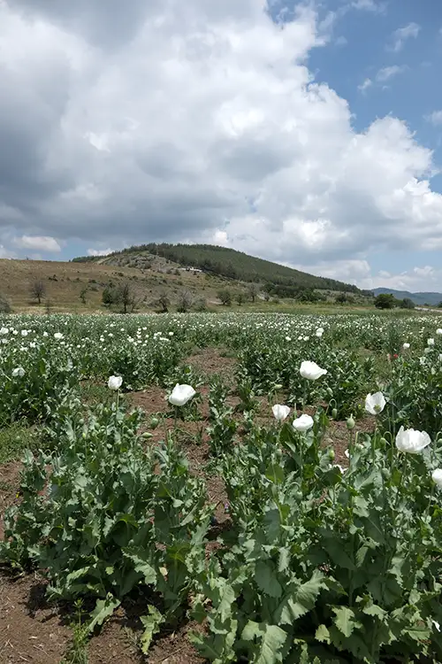 papaver somniferum (18)