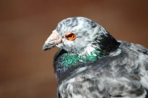 pigeon image dataset (10)