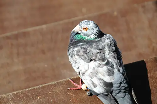 pigeon image dataset (11)