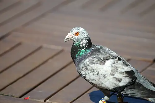 pigeon image dataset (15)