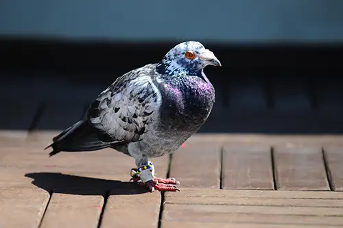 pigeon image dataset (17)