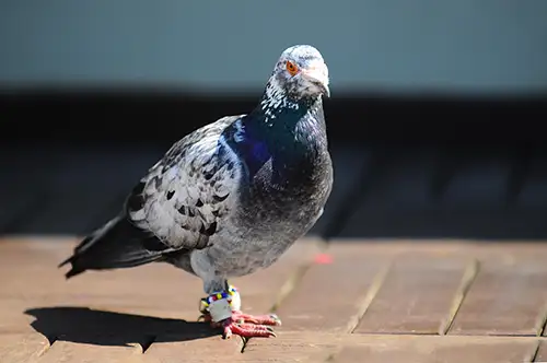 pigeon image dataset (2)