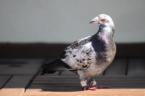 pigeon image dataset (22)
